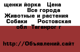 щенки йорка › Цена ­ 15 000 - Все города Животные и растения » Собаки   . Ростовская обл.,Таганрог г.